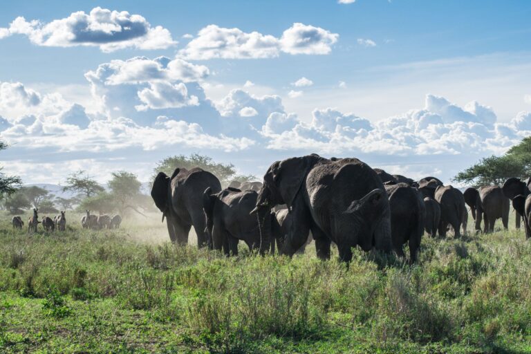 Paisagem deslumbrante do Parque Nacional da Gorongosa ao nascer do sol