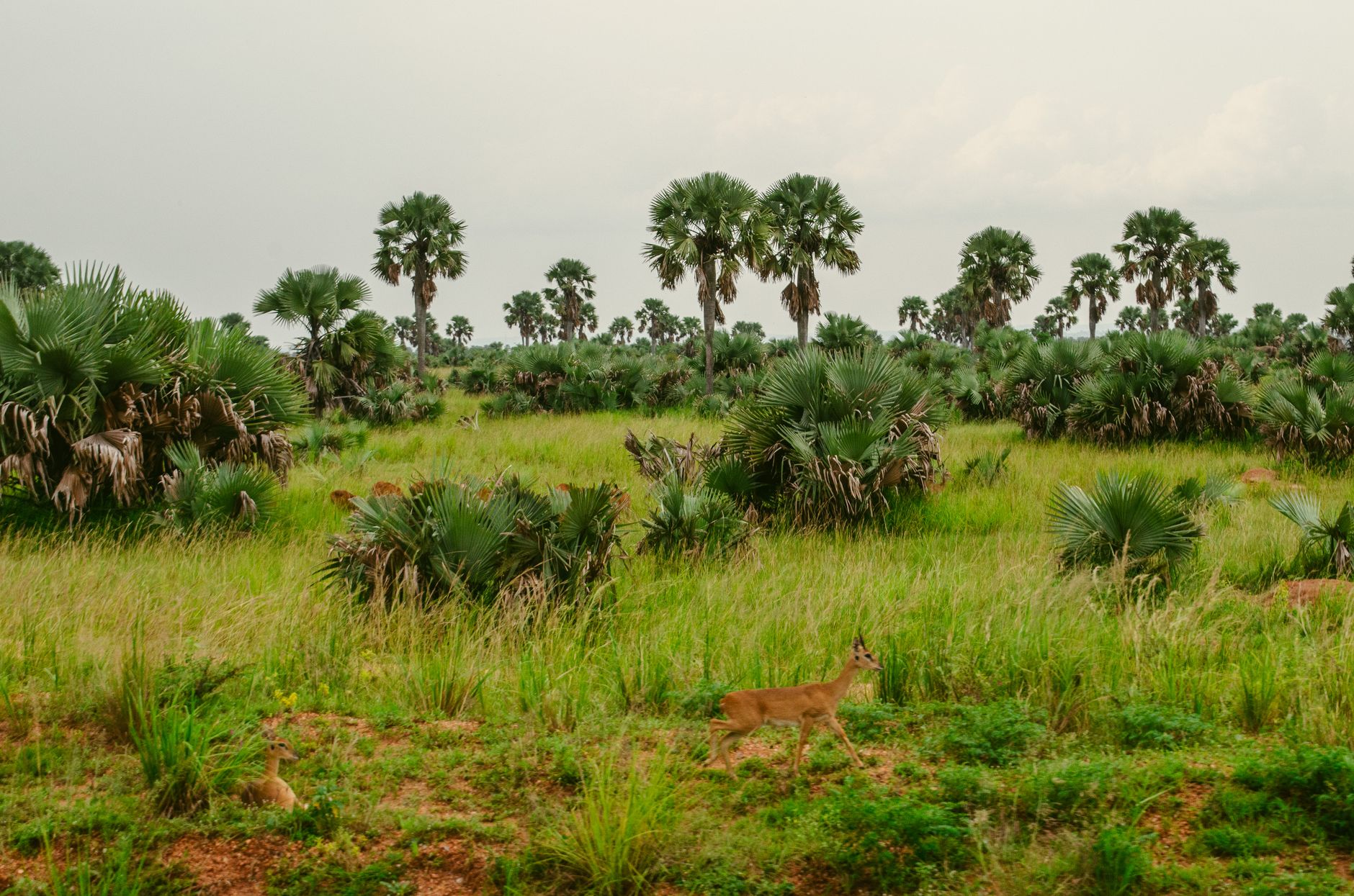 Paisagem natural protegida do ecoturismo em Mocambique com vegetacao indigena