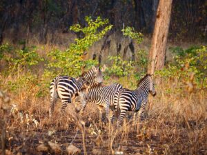 Paisagem deslumbrante do Parque Nacional da Gorongosa em Moçambique ao amanhecer