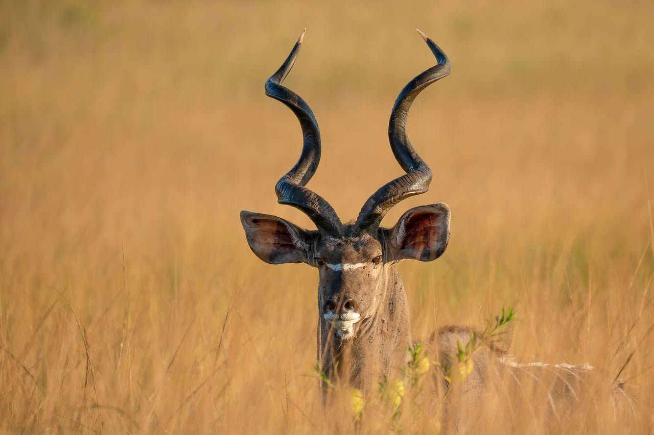 Vista panorâmica da savana e biodiversidade no Parque Nacional da Gorongosa em Moçambique