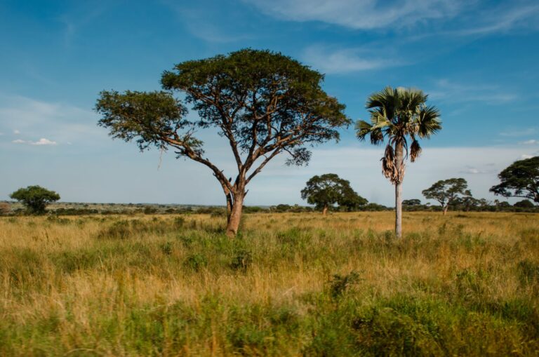 Vista panorâmica da planície e savana do Parque Nacional da Gorongosa em Moçambique