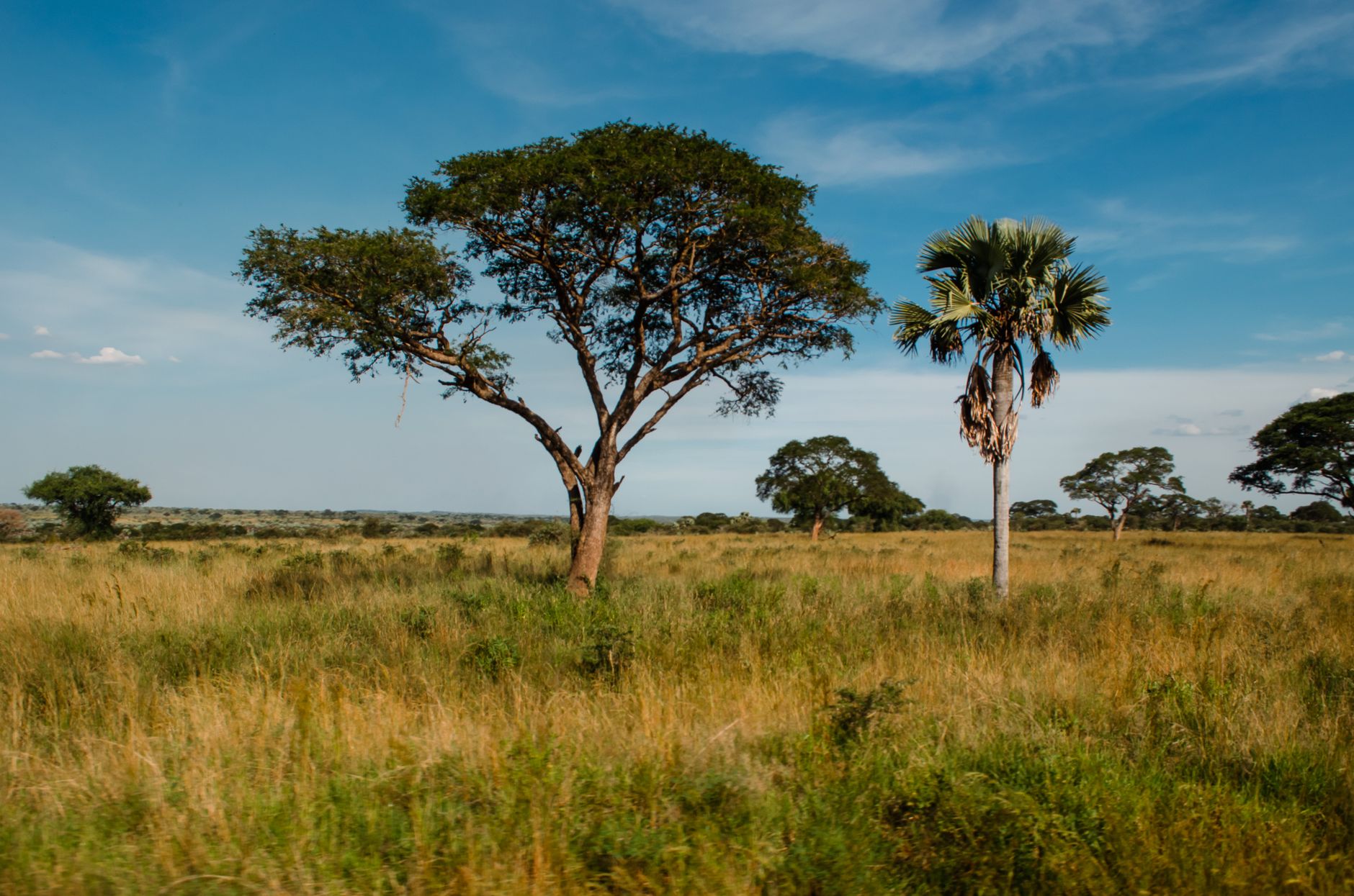 Vista panorâmica da planície e savana do Parque Nacional da Gorongosa em Moçambique