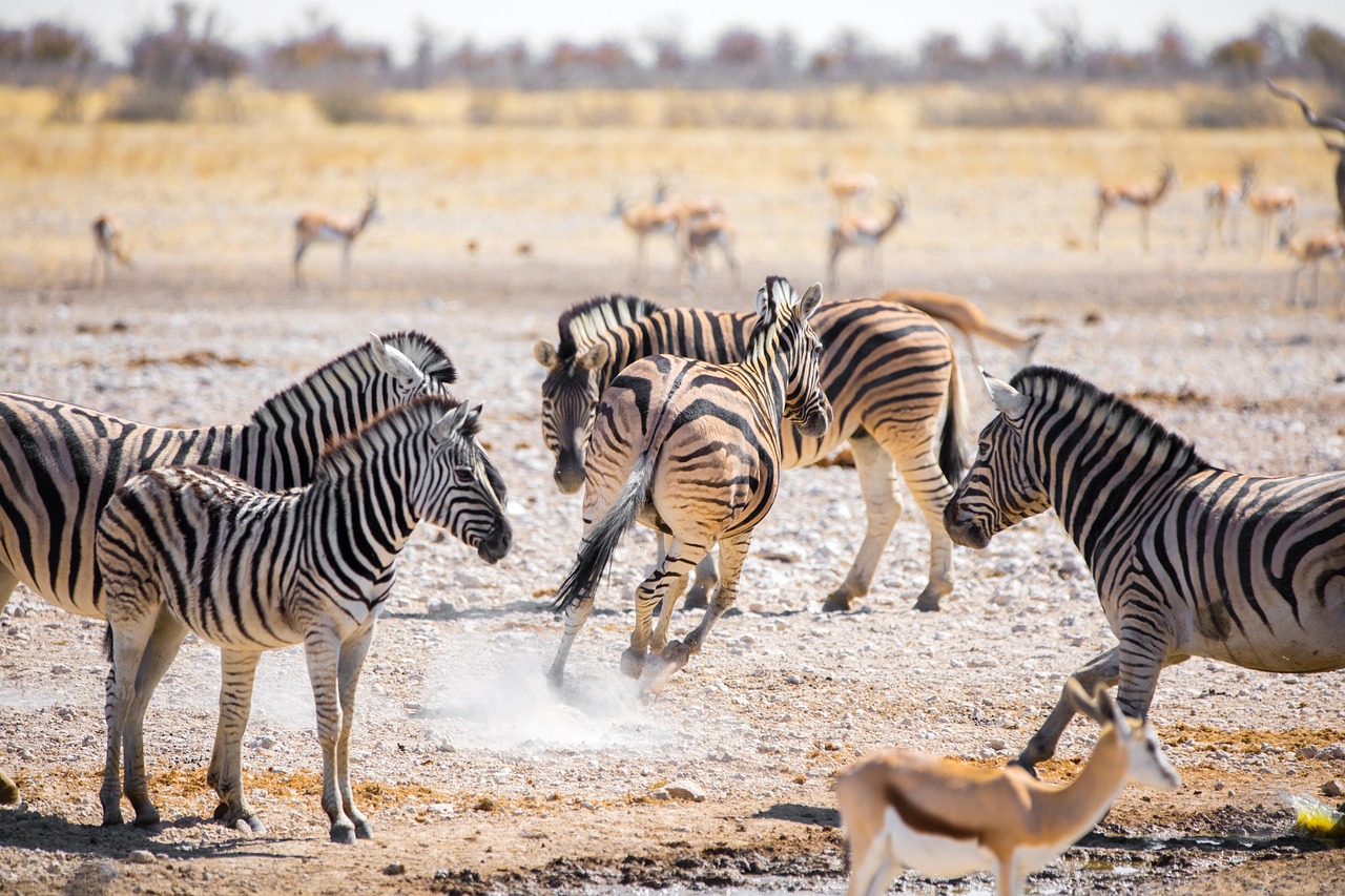 Paisagem deslumbrante do Parque Nacional da Gorongosa em Moçambique