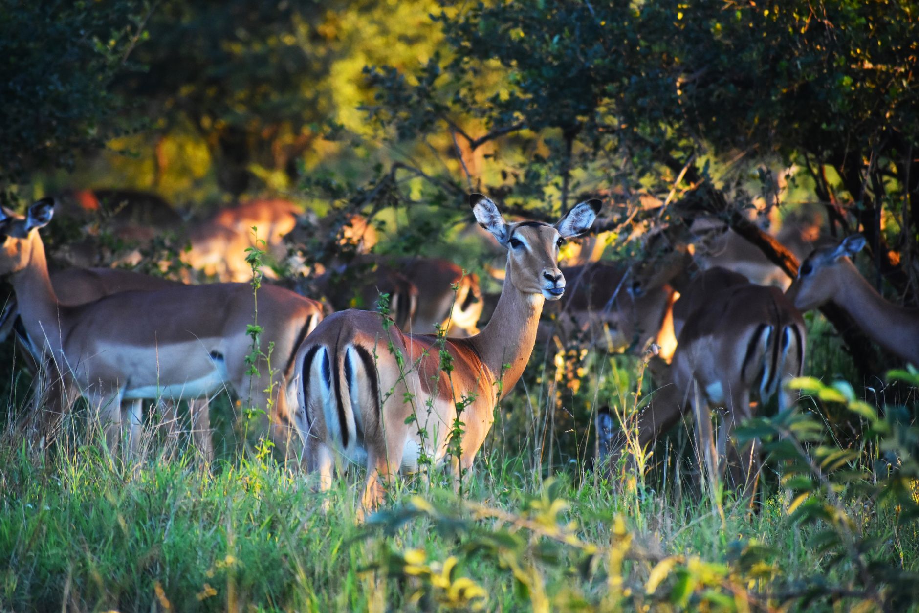 Paisagem deslumbrante do Parque Nacional da Gorongosa com a savana e montanhas ao fundo