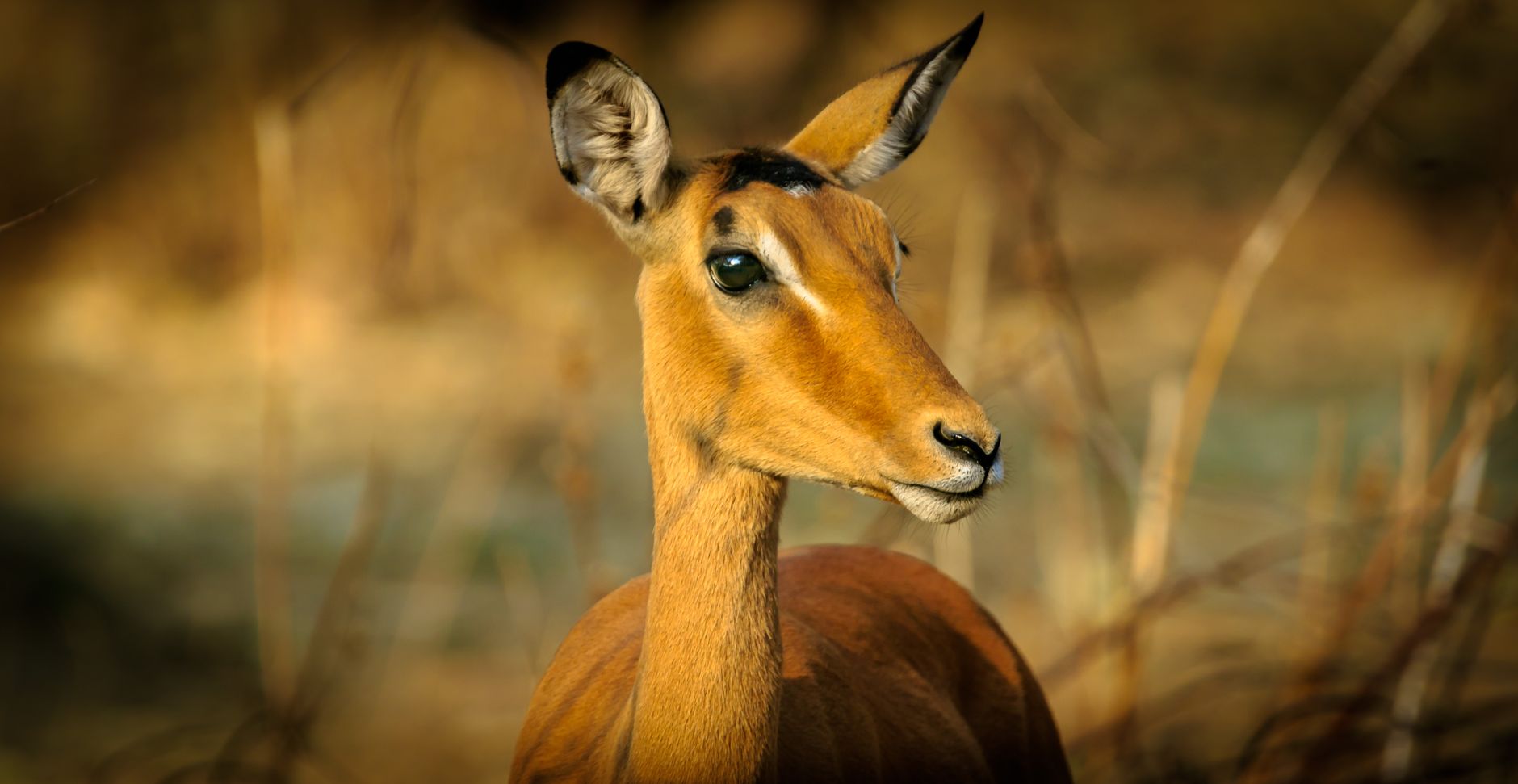 Elefantes no Parque Nacional da Gorongosa ao nascer do sol
