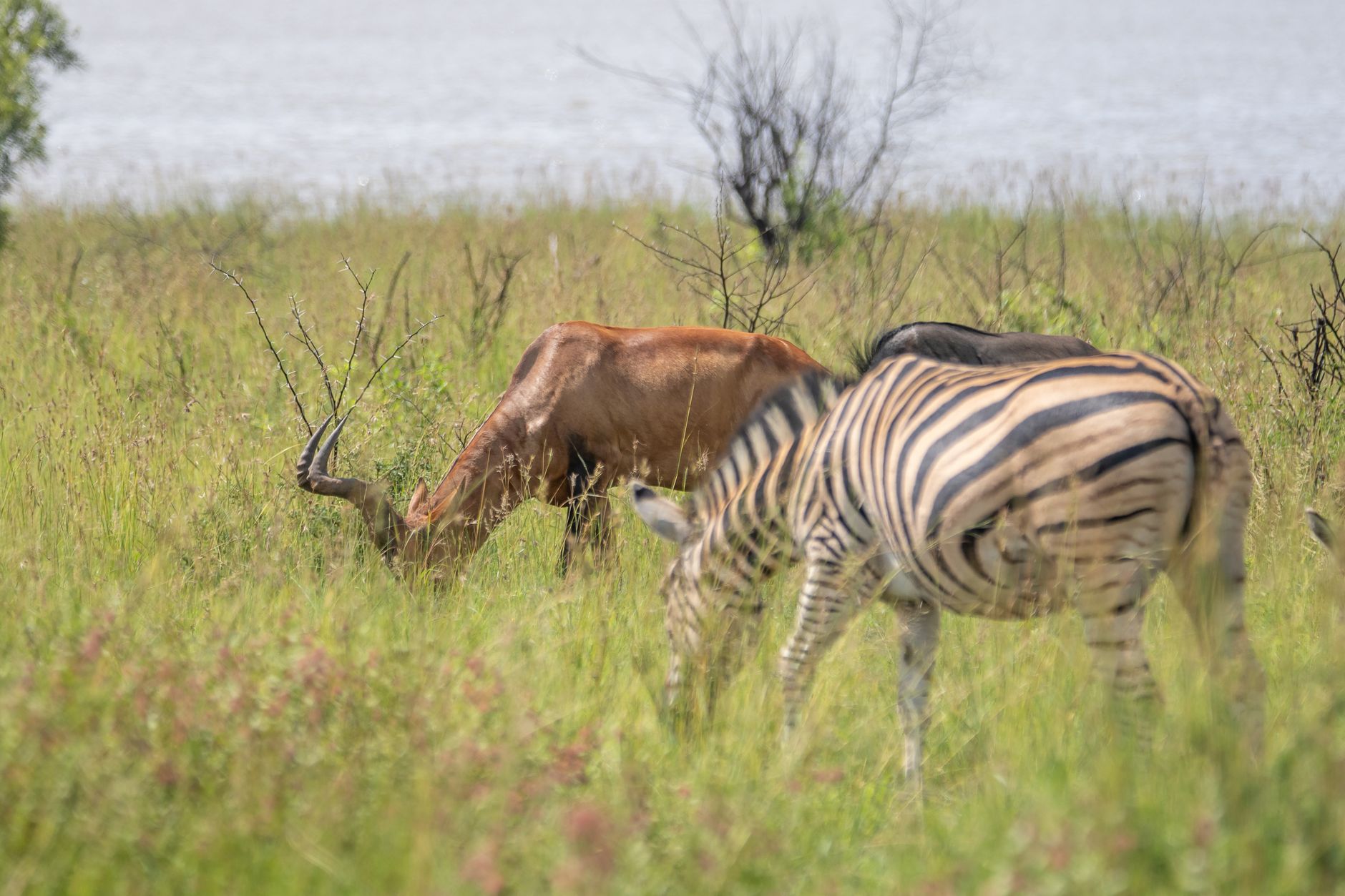 Veículo de safári em trilho no Parque Nacional da Gorongosa com paisagem verdejante ao fundo