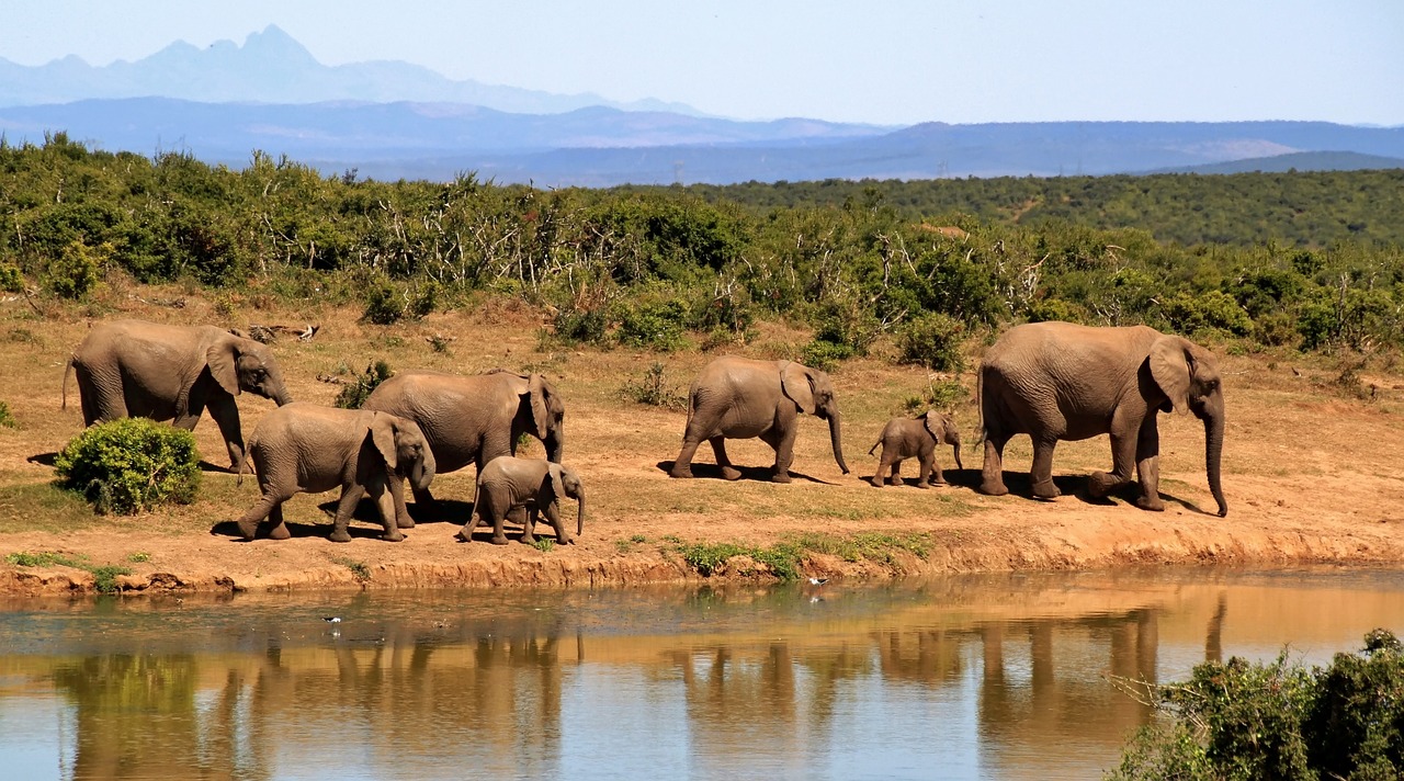 Elefante no Parque Nacional do Limpopo em Mocambique