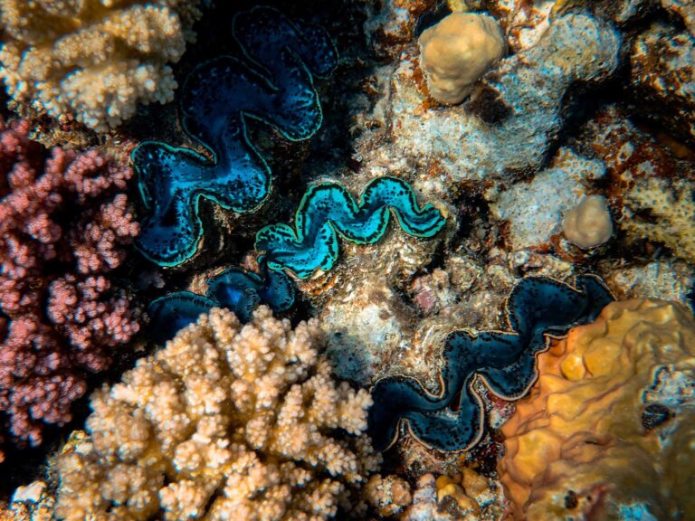 Mergulhador a observar um recife de coral saudável nas águas cristalinas de Moçambique