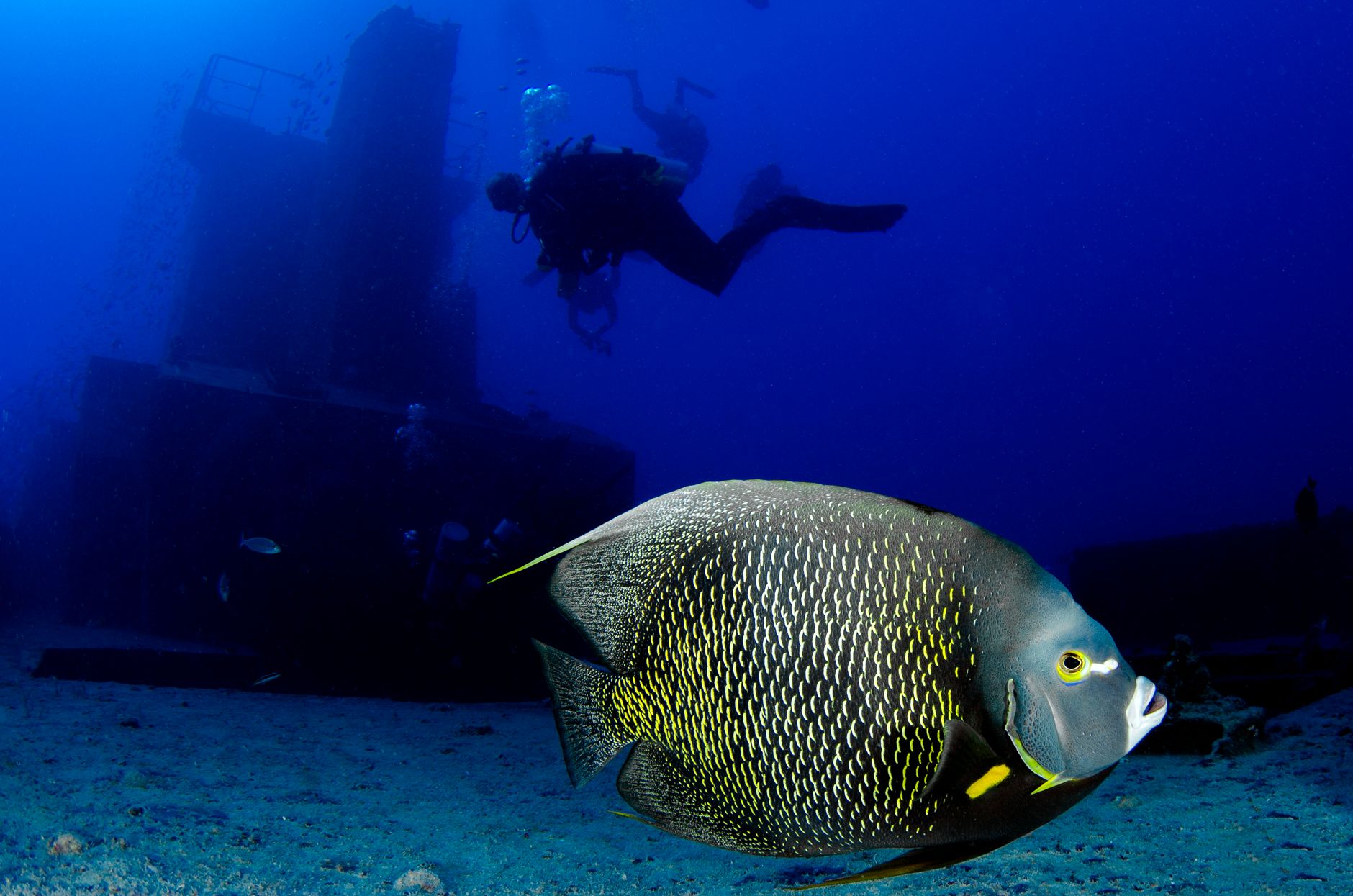 Mergulhador explorando recife de coral cristalino na costa de Moçambique