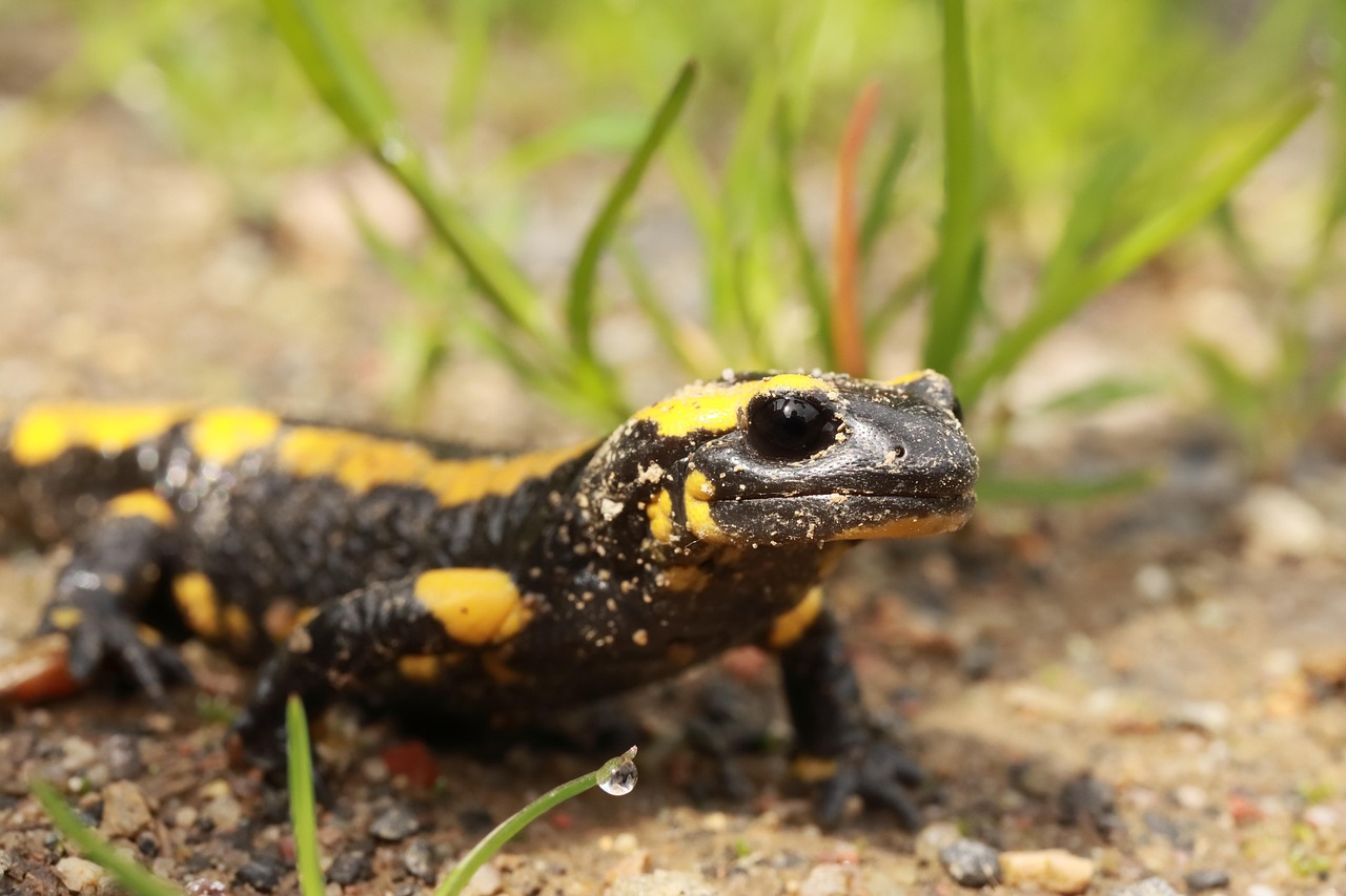 Paisagem natural protegida e exuberante em Moçambique com vegetação nativa
