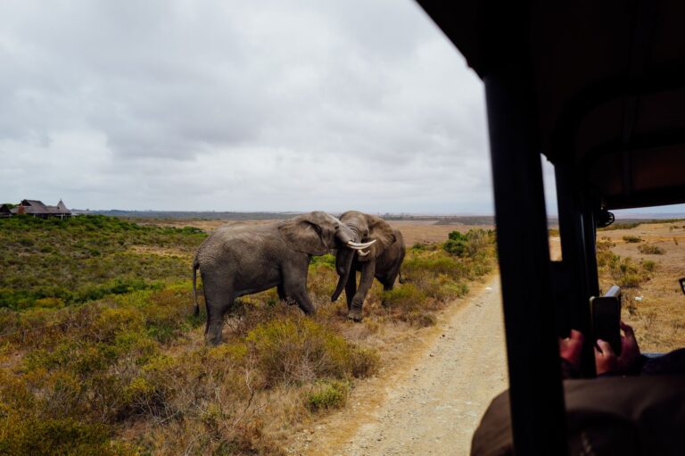 Manada de elefantes na Reserva Especial de Maputo com paisagem verdejante