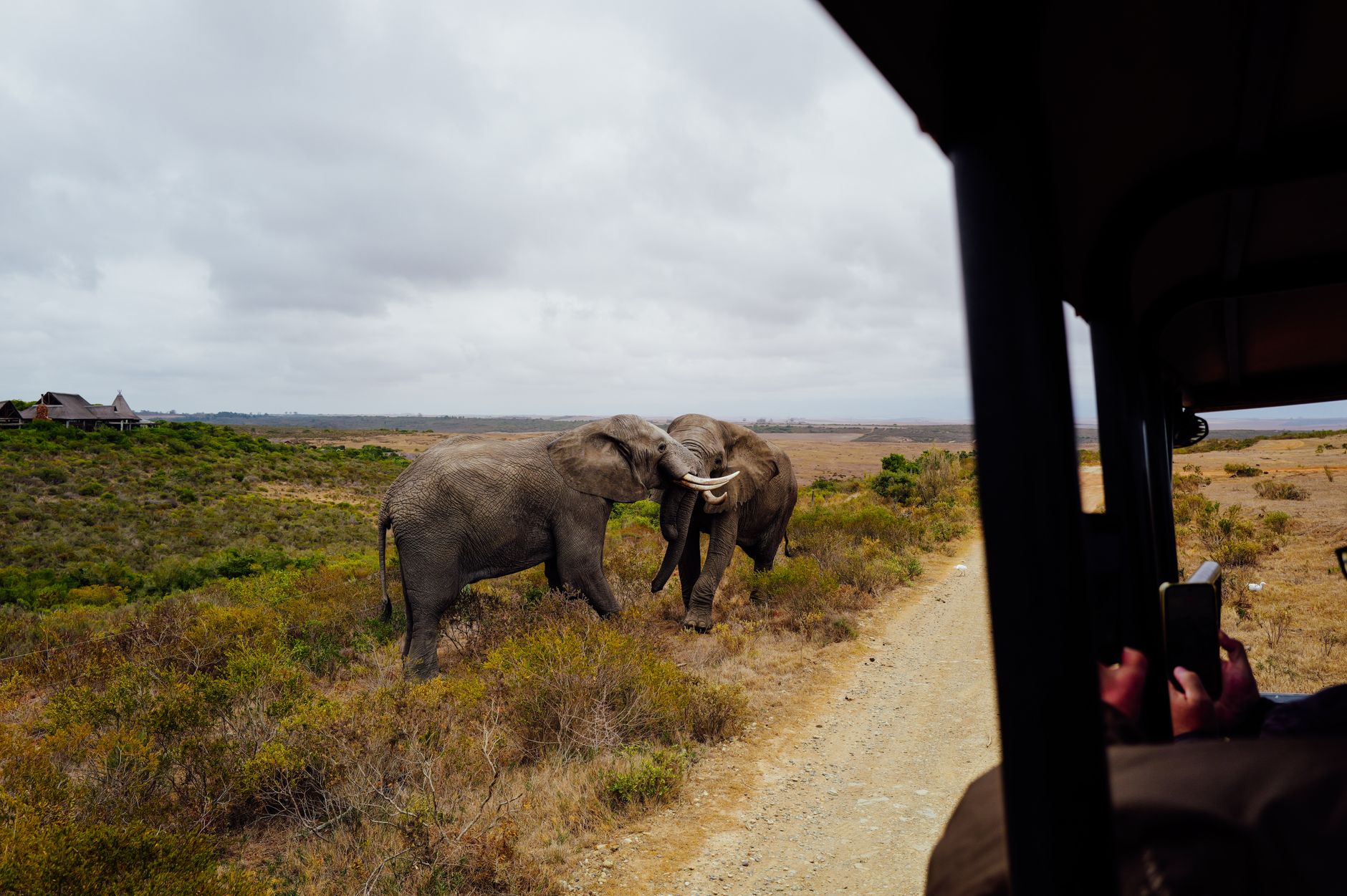 Manada de elefantes na Reserva Especial de Maputo com paisagem verdejante