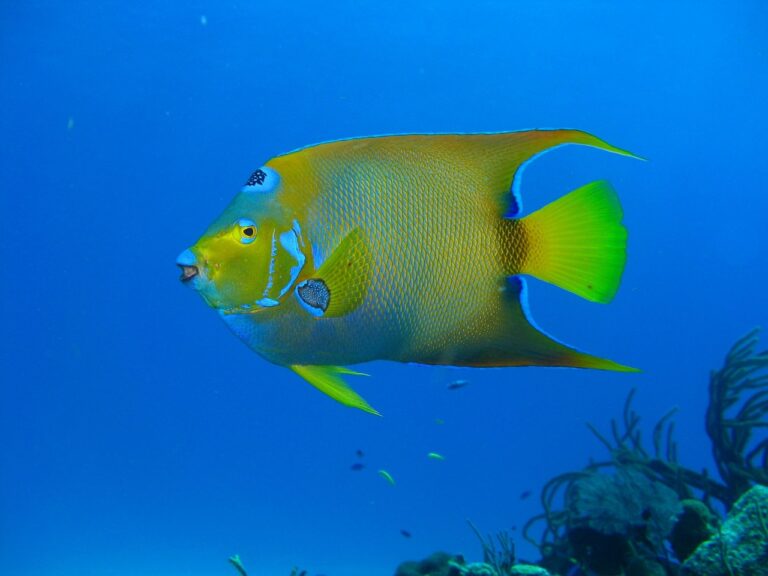 Mergulhador explorando as águas cristalinas e recifes de coral do Arquipélago de Bazaruto em Moçambique