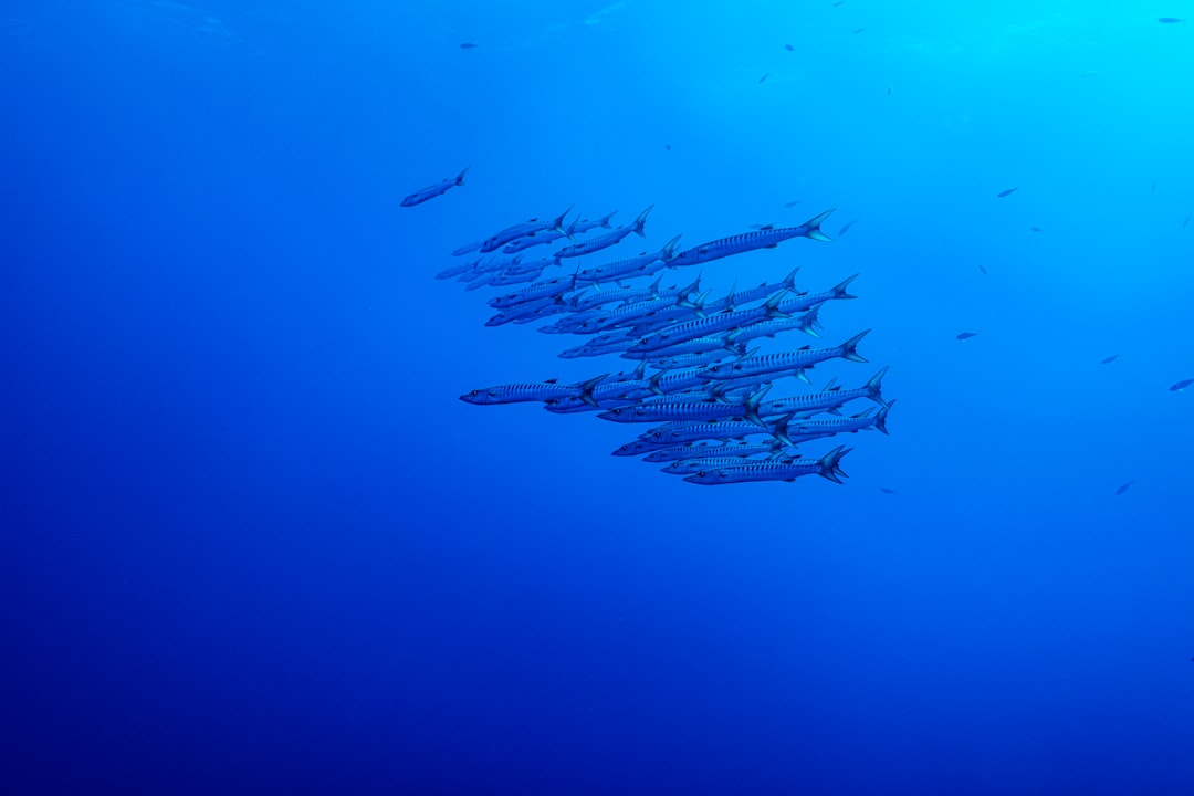 Mergulhador explorando as águas cristalinas da Praia do Tofo em Moçambique com recifes de coral