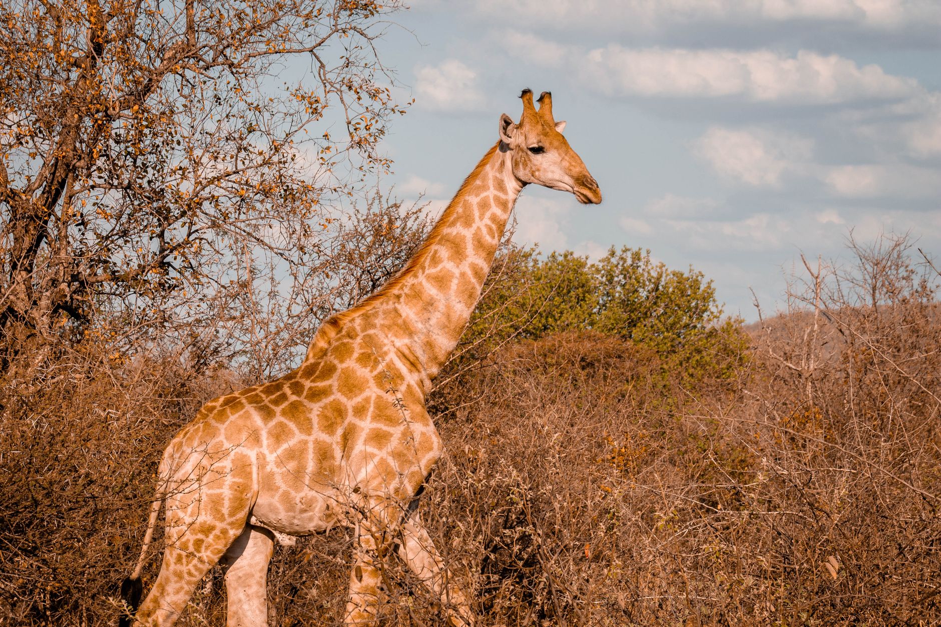 Guia e turistas a caminhar na savana durante um safari a pé em Moçambique