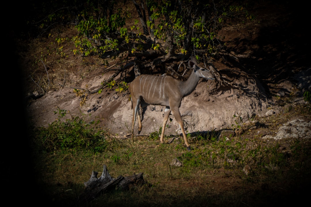 Guia e turistas a caminhar em safari a pé numa savana em Moçambique