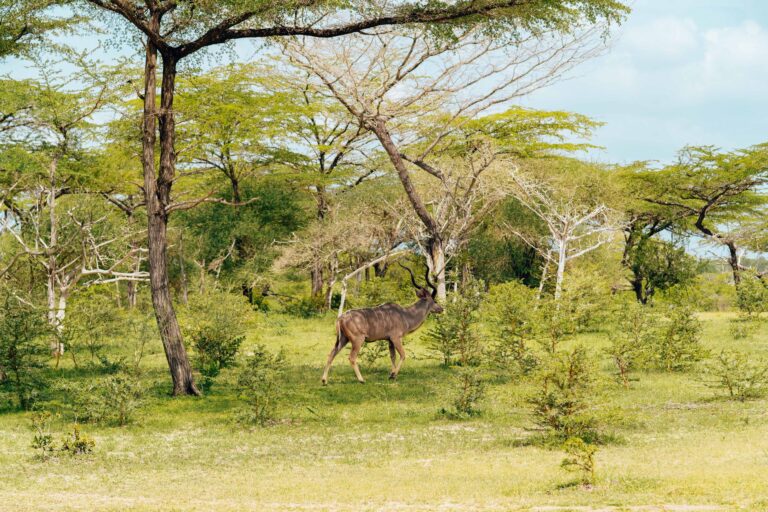 Guia turístico e visitantes a caminhar num safari a pé em Moçambique