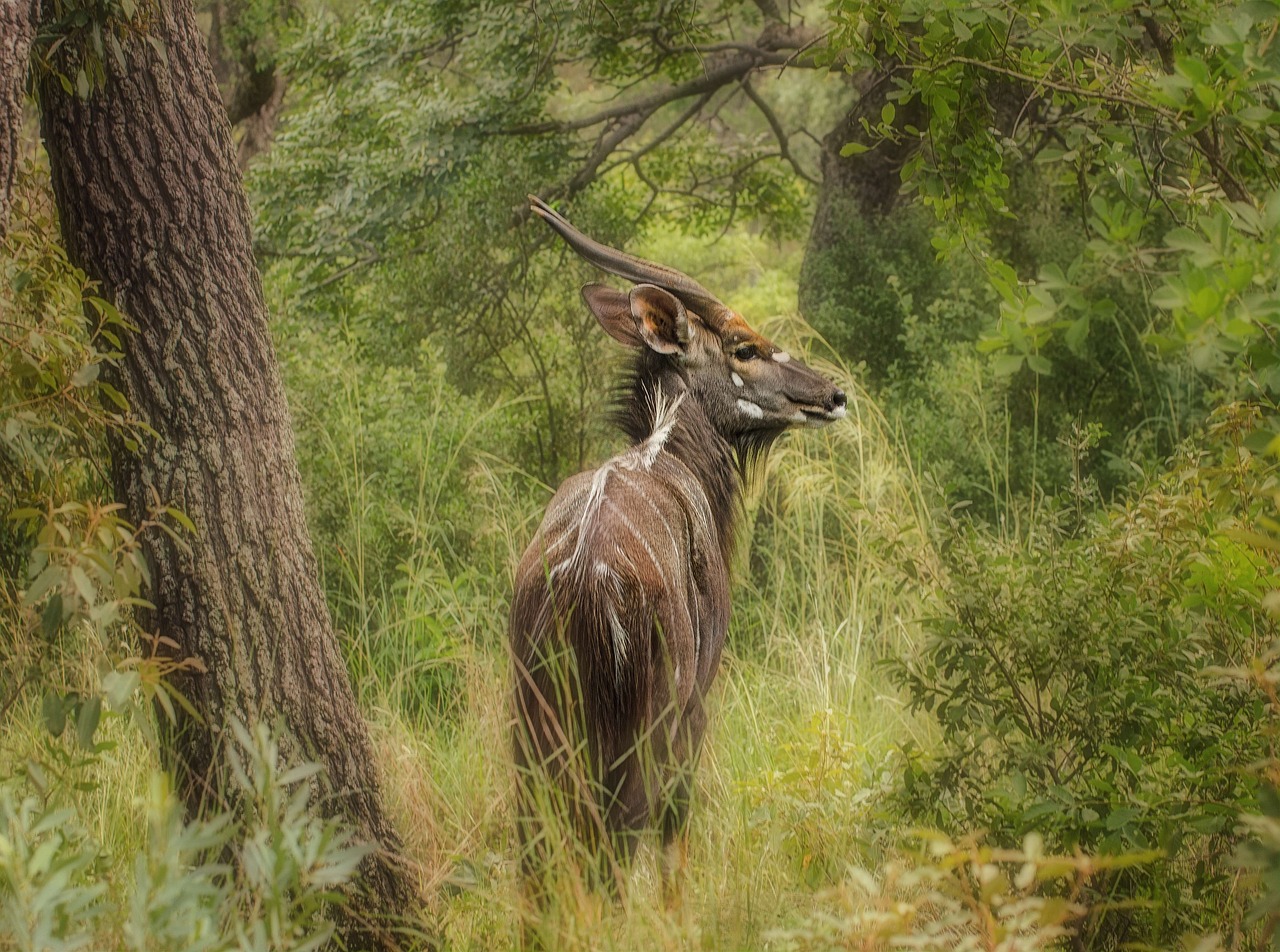 Paisagem natural do Parque Nacional da Gorongosa em Mocambique com vegetacao exuberante