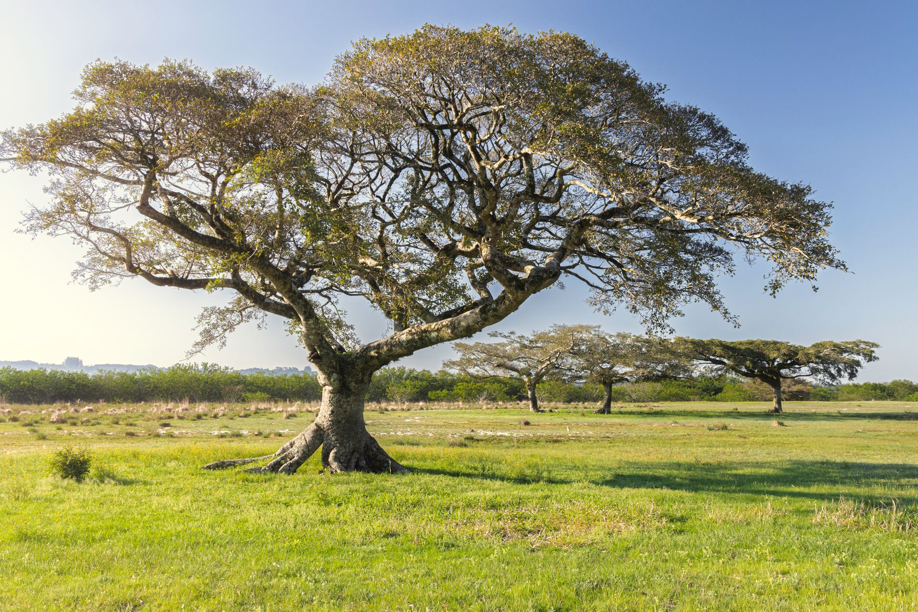 Paisagem exuberante de uma reserva natural em Mocambique