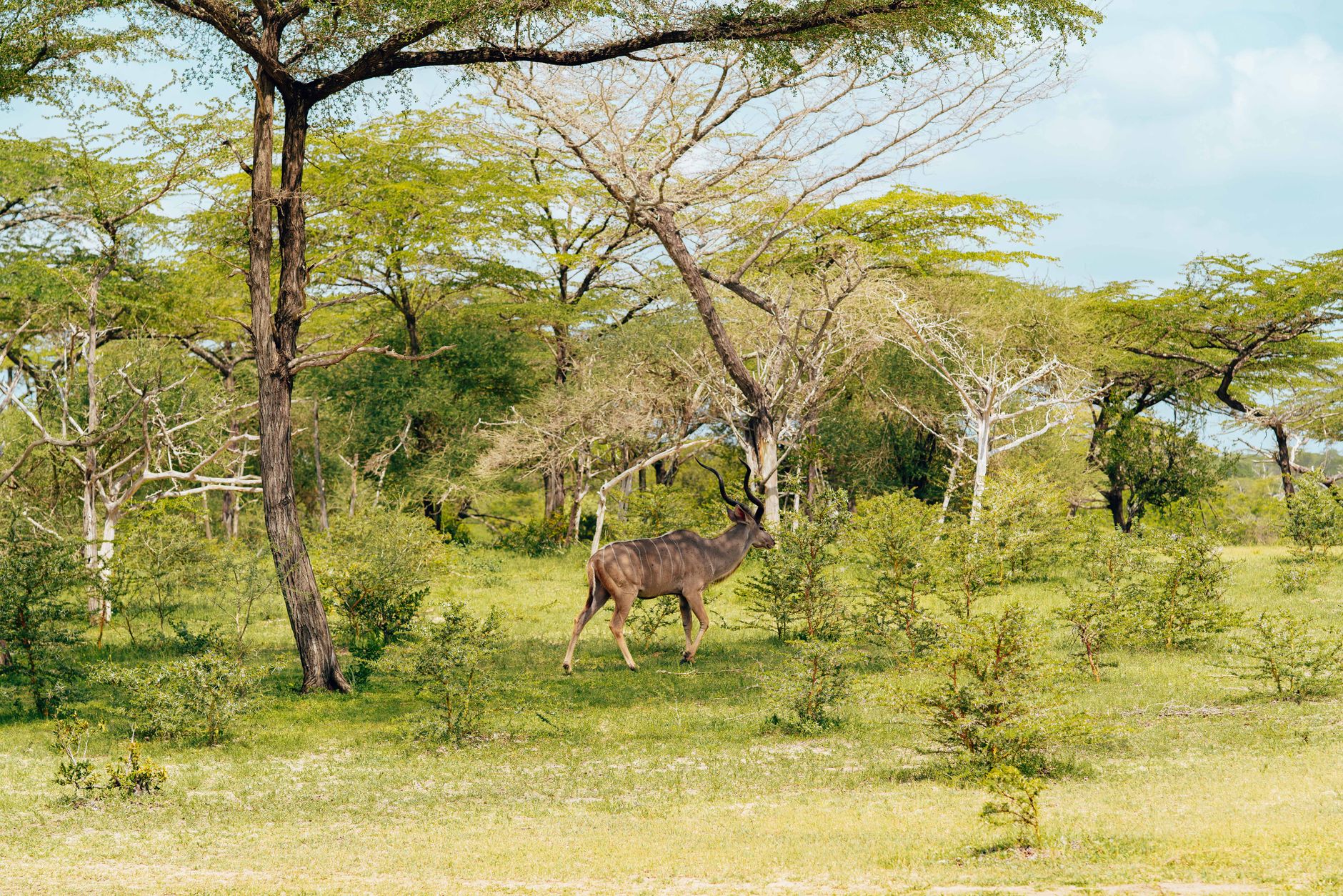 Vista panorâmica da planície e montanha do Parque Nacional da Gorongosa em Moçambique