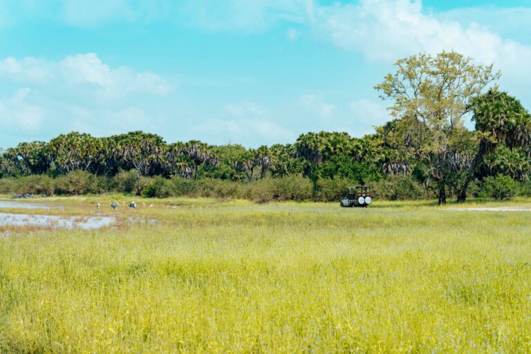 Leão no Parque Nacional da Gorongosa em Moçambique