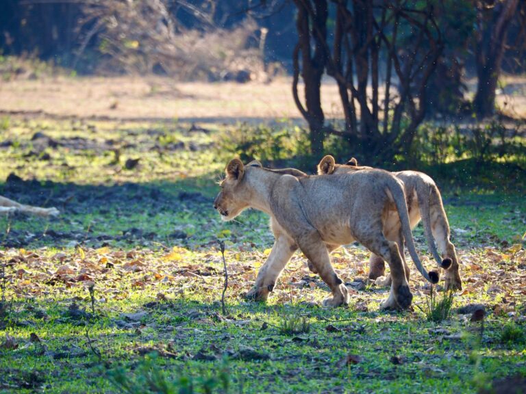 Paisagem deslumbrante do Parque Nacional da Gorongosa com a serra ao fundo em Moçambique
