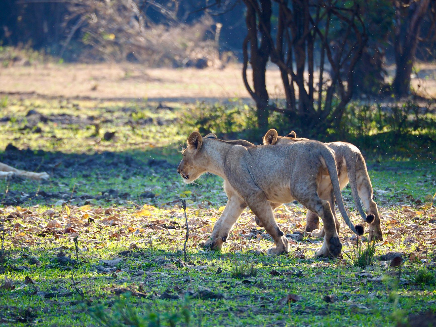 Paisagem deslumbrante do Parque Nacional da Gorongosa com a serra ao fundo em Moçambique