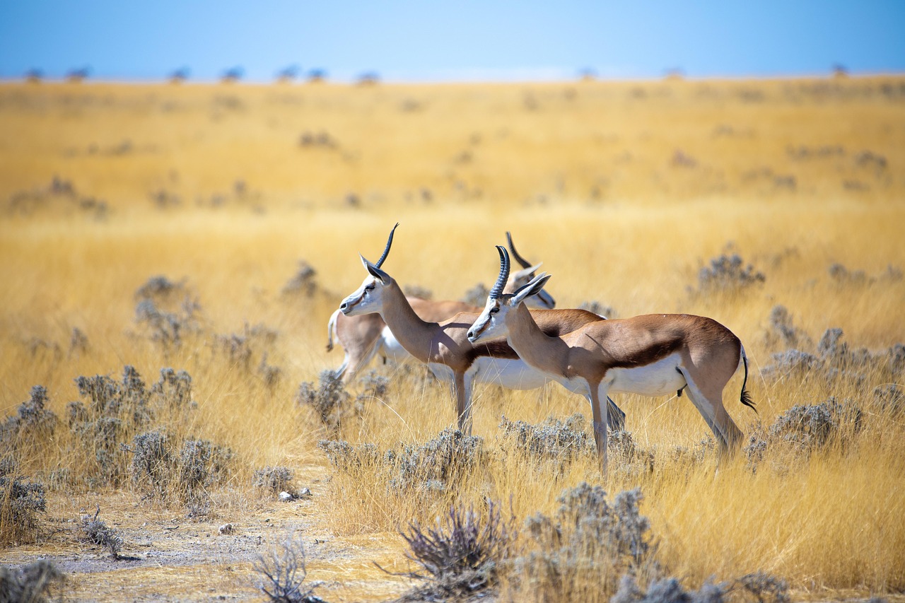 Guia especializado a liderar um safari a pé no Parque Nacional da Gorongosa em Moçambique