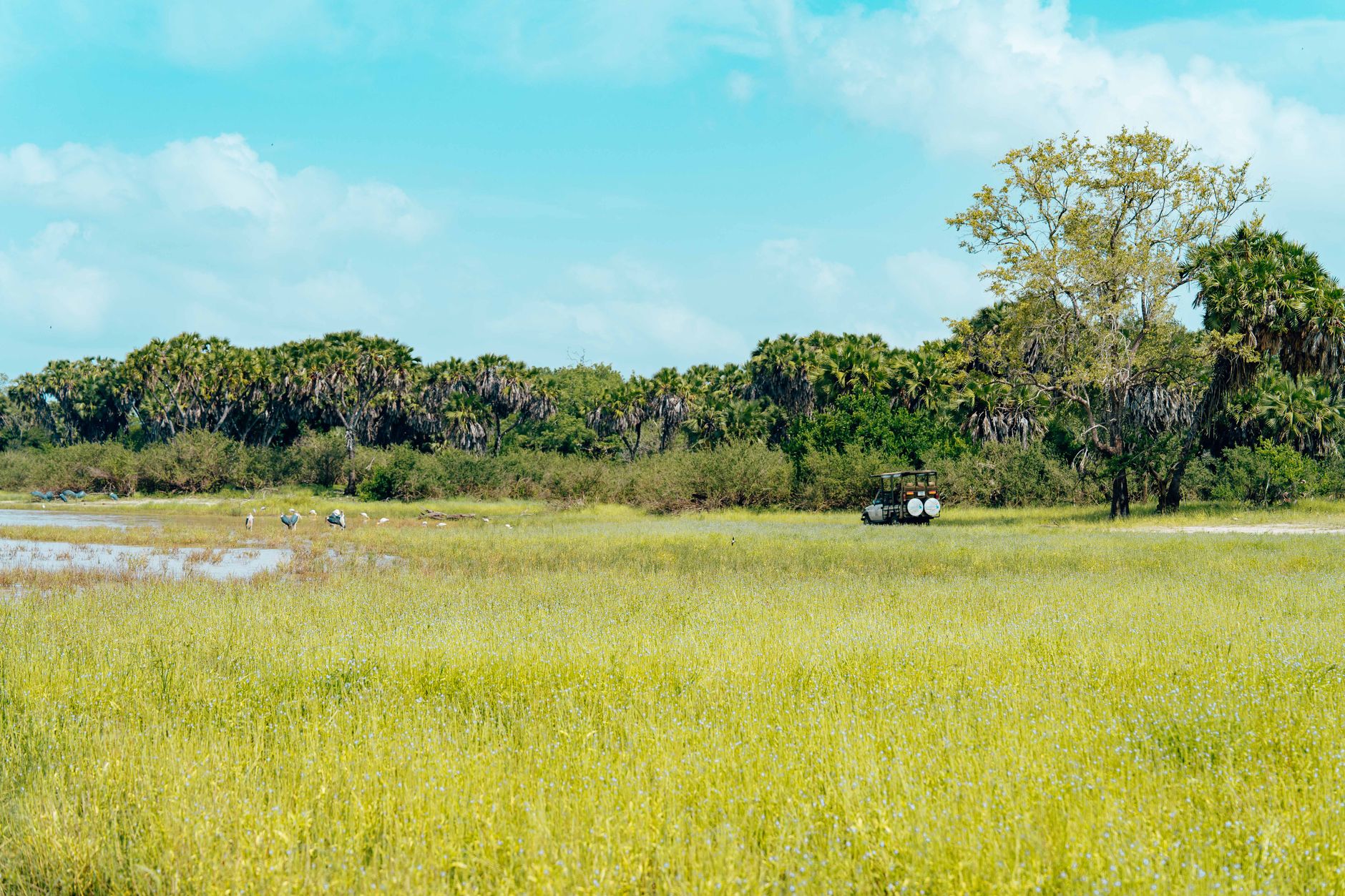Leão no Parque Nacional da Gorongosa em Moçambique