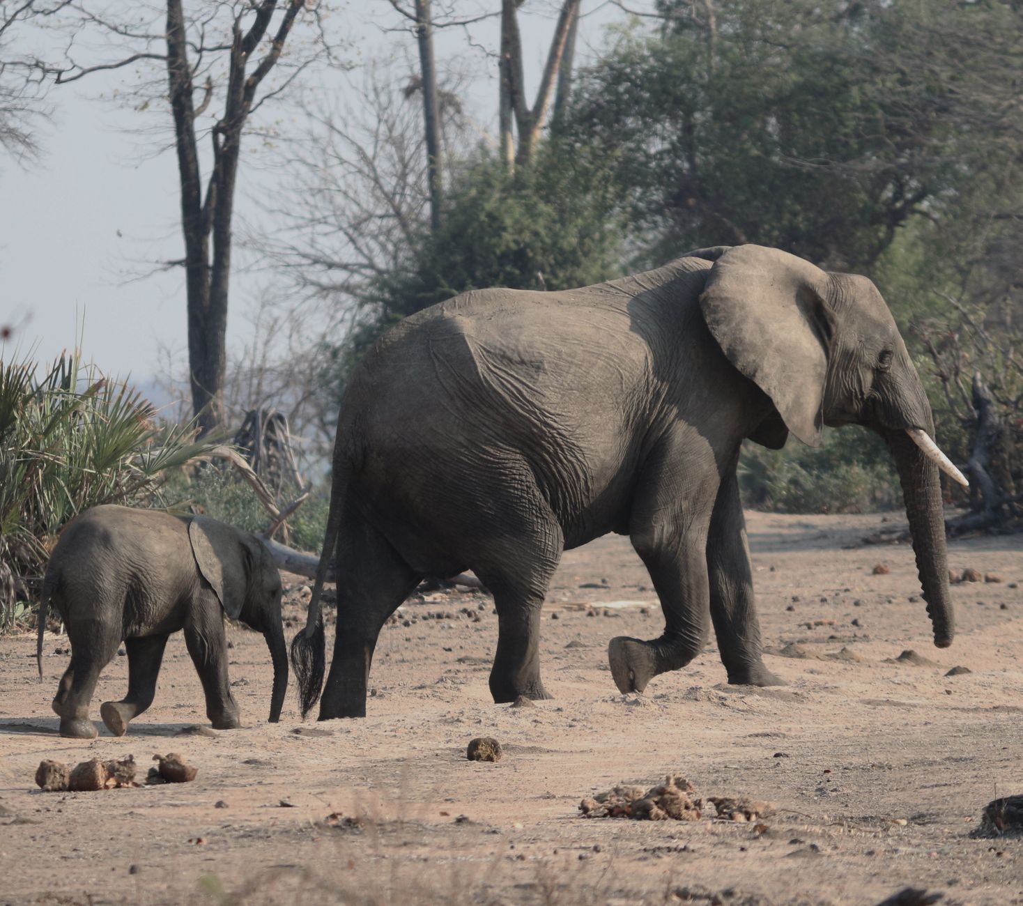 Guia e turistas a realizar um safari a pé no Parque Nacional da Gorongosa em Moçambique