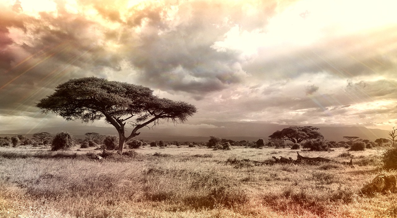 Paisagem de savana e vida selvagem no Parque Nacional do Limpopo em Mocambique