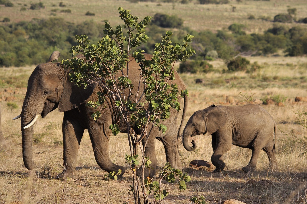 Paisagem deslumbrante da Reserva Especial de Maputo com savana e proximidade ao mar em Moçambique