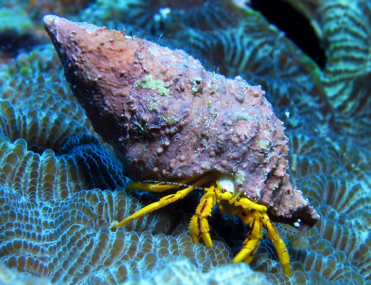 Mergulhador a nadar junto a um tubarão-baleia nas águas cristalinas de Tofo, Moçambique