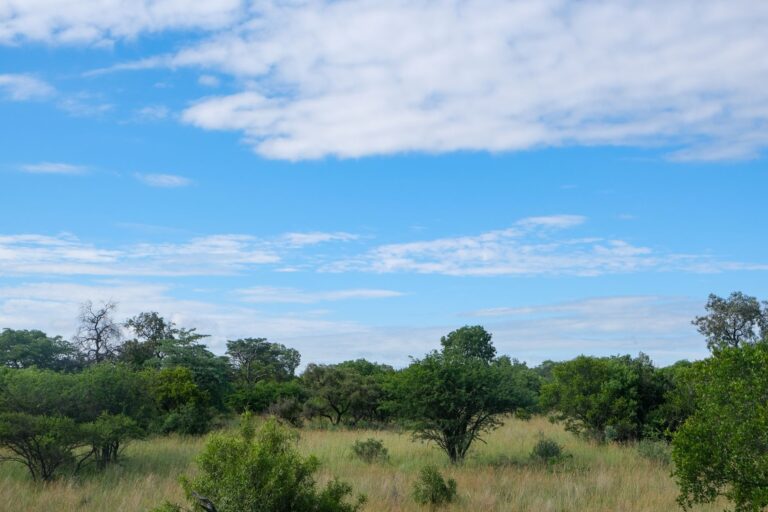 Paisagem natural protegida em Moçambique com vegetação autóctone e horizonte