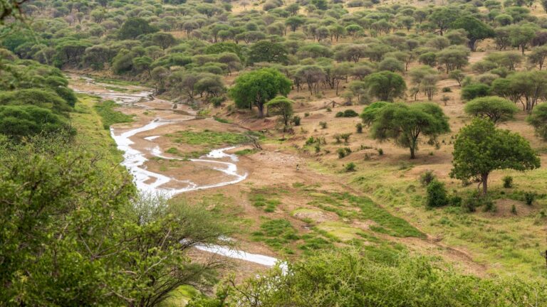 Paisagem natural deslumbrante com vegetacao tipica e horizonte em Mocambique
