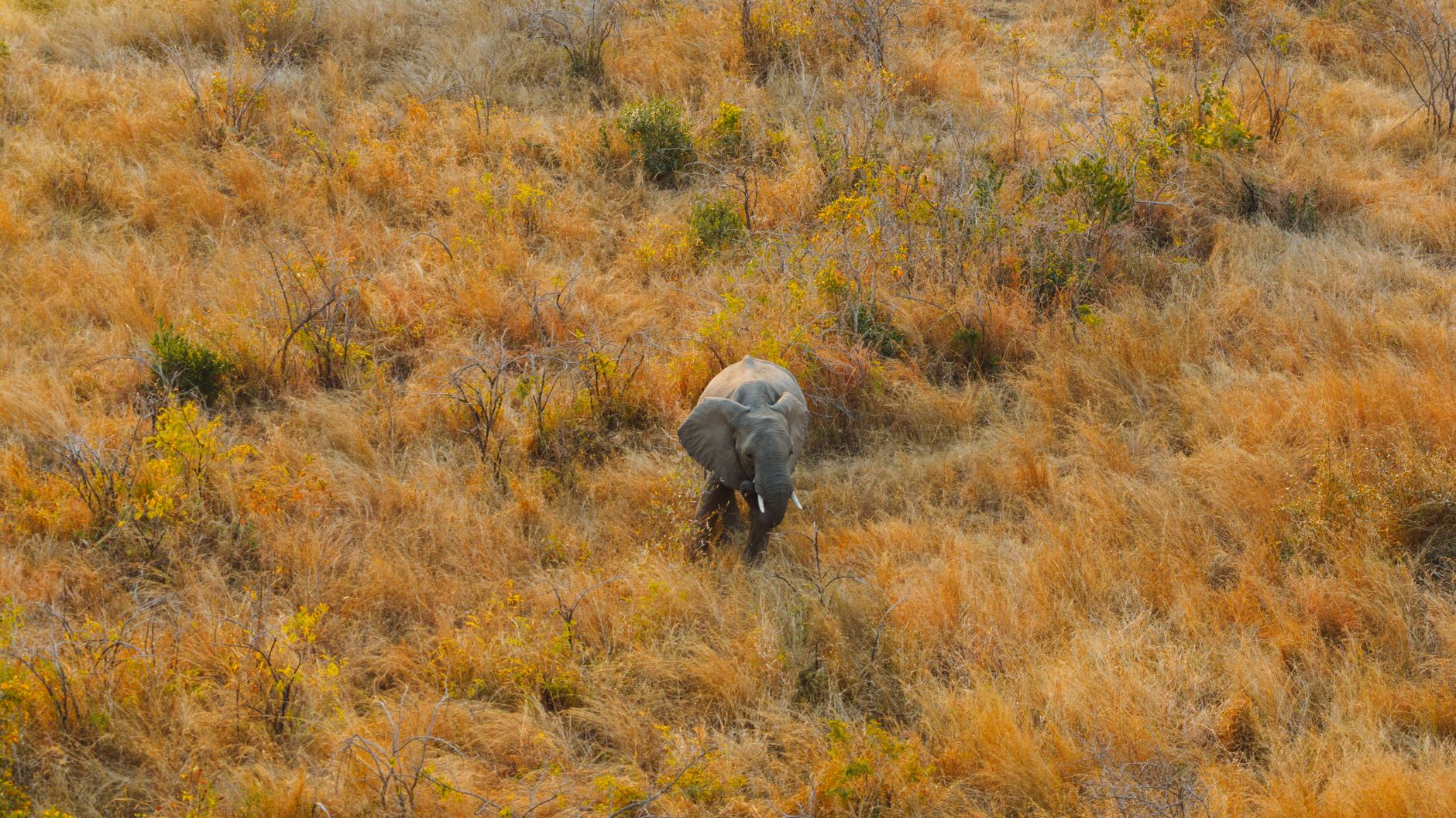 Paisagem natural protegida no Parque Nacional da Gorongosa em Mocambique