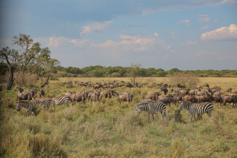 Vista panorâmica do Parque Nacional da Gorongosa em Moçambique