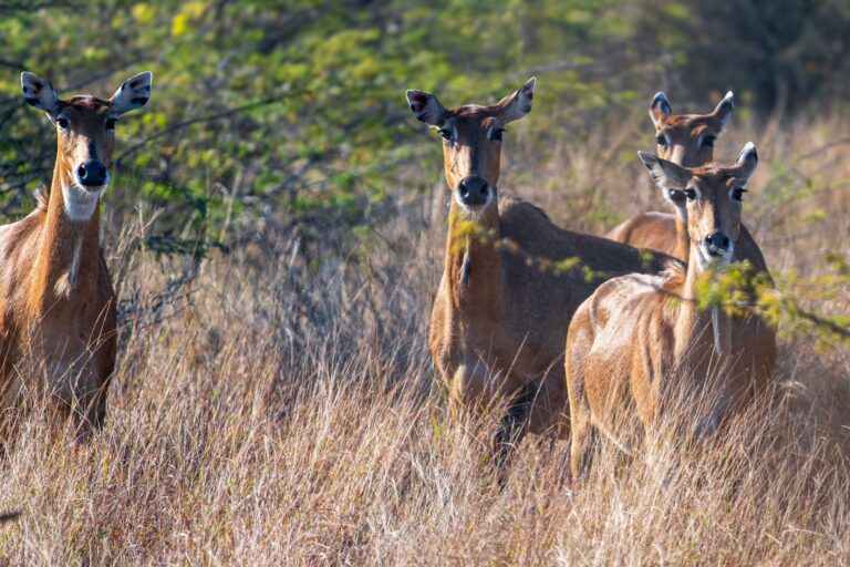 Paisagem natural protegida no Parque Nacional da Gorongosa em Mocambique