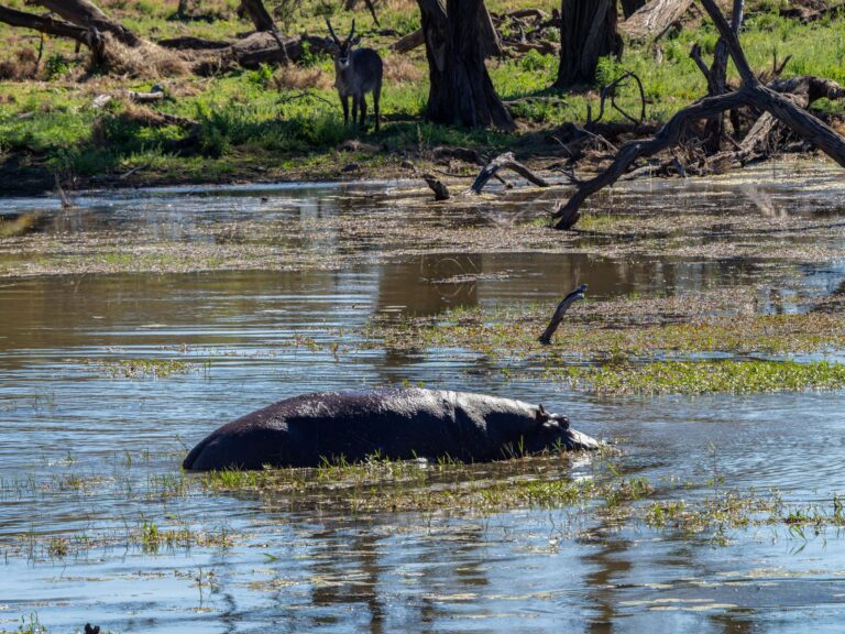 Paisagem deslumbrante do Parque Nacional da Gorongosa em Mocambique com savana e montanhas ao fundo