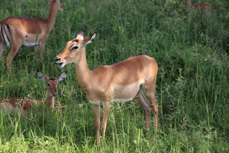 Paisagem verdejante de uma reserva natural em Mocambique com vegetacao indigena