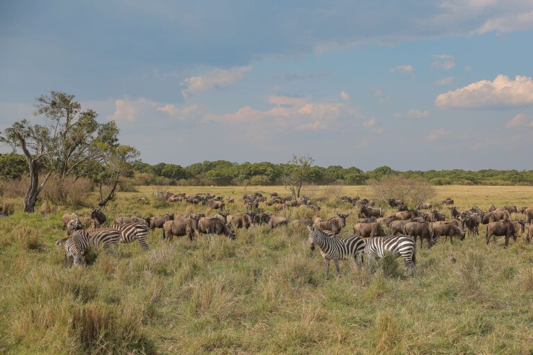 Paisagem natural protegida com vegetacao indigena e rica biodiversidade em Mocambique
