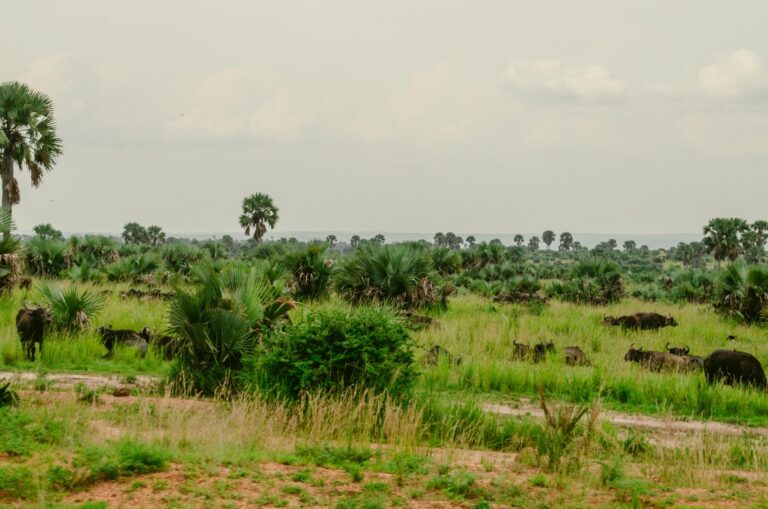 Vista panorâmica da planície e montanha no Parque Nacional da Gorongosa em Moçambique