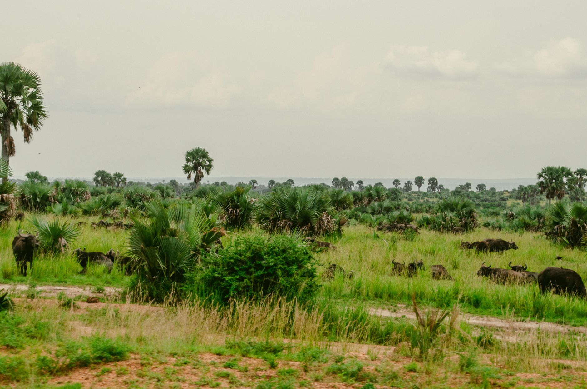 Vista panorâmica da planície e montanha no Parque Nacional da Gorongosa em Moçambique