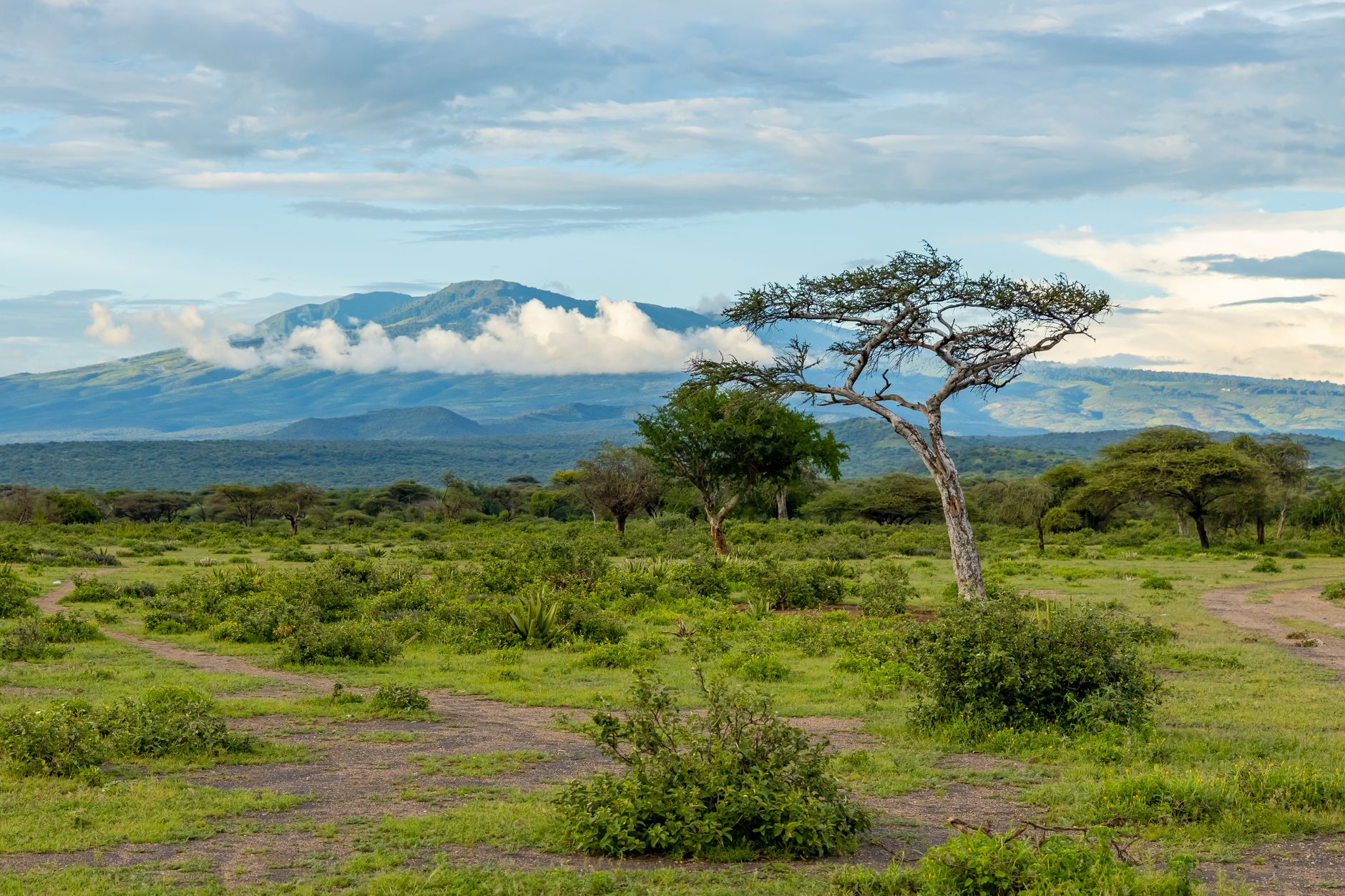 Vista panorâmica da savana e planícies do Parque Nacional da Gorongosa em Moçambique
