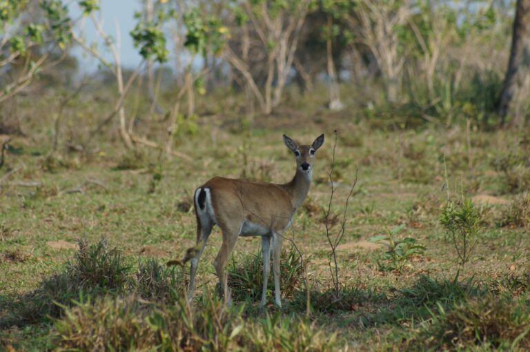 Paisagem deslumbrante do Parque Nacional da Gorongosa em Mocambique com savana e montanhas ao fundo