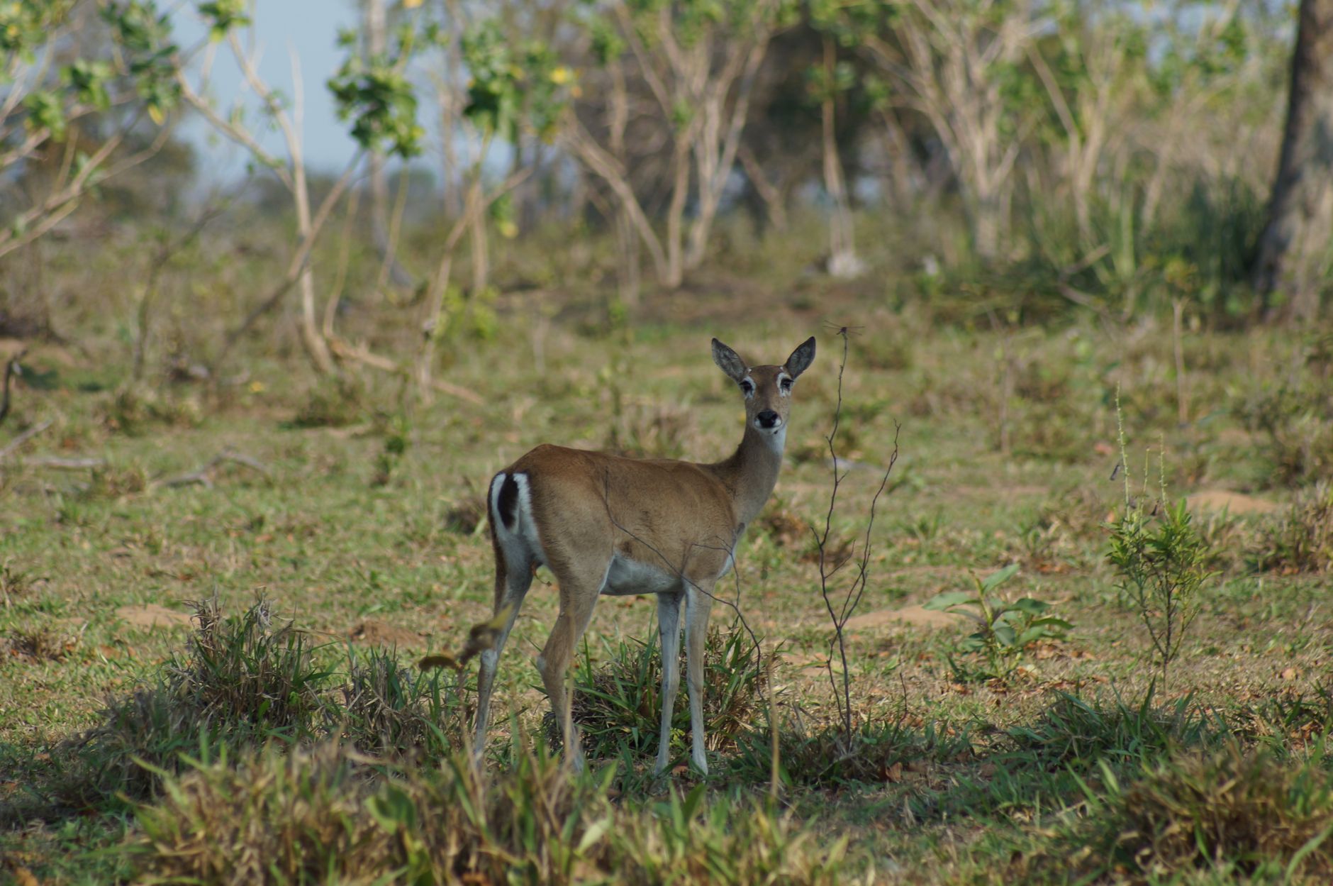 Paisagem deslumbrante do Parque Nacional da Gorongosa em Mocambique com savana e montanhas ao fundo