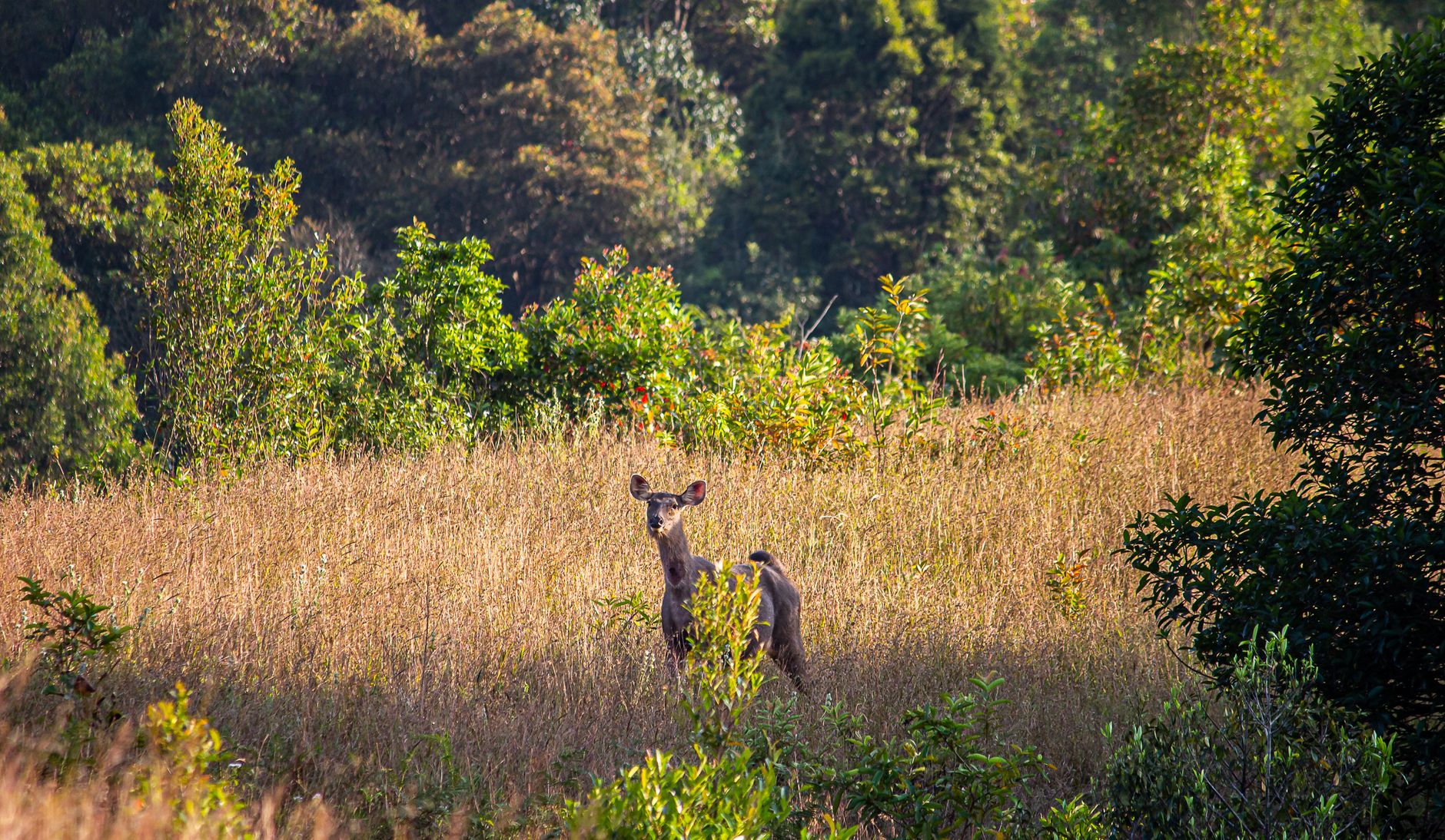 Reserva natural e floresta exuberante em Moçambique com vegetação nativa