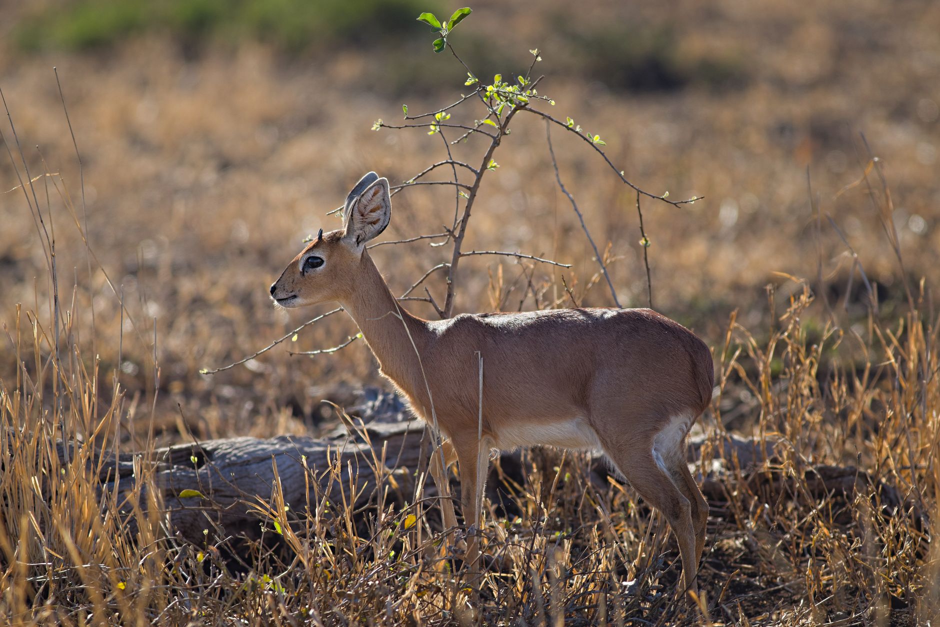 Elefantes e paisagem verdejante no Parque Nacional da Gorongosa em Mocambique