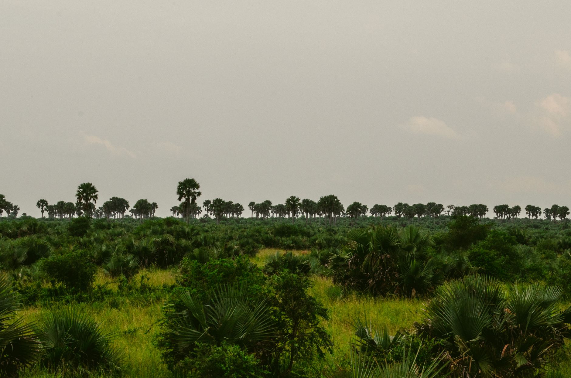 Paisagem deslumbrante do Parque Nacional da Gorongosa em Mocambique