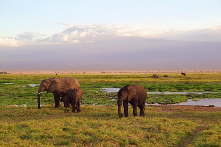 Safari a pé guiado na natureza selvagem do Parque Nacional da Gorongosa em Moçambique